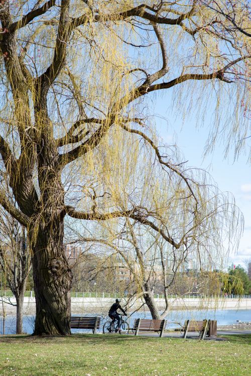 Person biking in an Oakville park on a sunny day